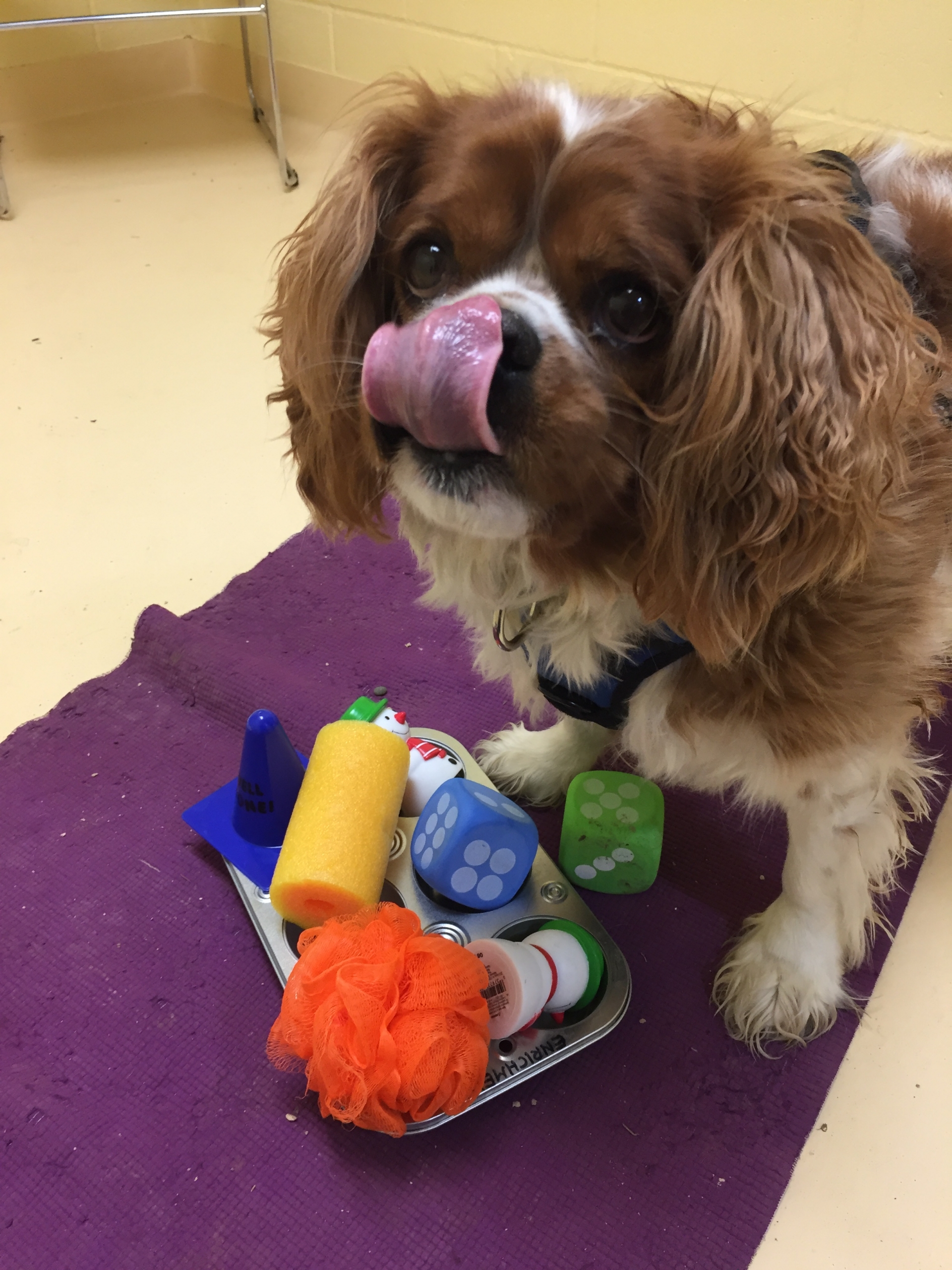 The Muffin Tin Game - Mental Enrichment for Your Dog 
